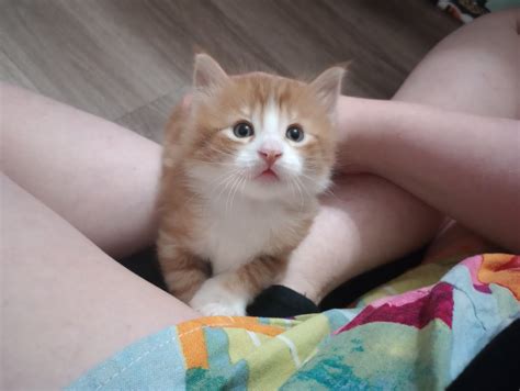 Phoenix AKA The Goth MILF Char Clone On Twitter RT CagleCats Thinking About Kitten