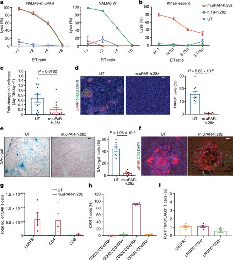 Upar Car T Cells Are Bona Fide Senolytic Agents A Cytotoxic T Cell