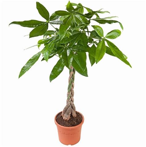 Пахира Фото Комнатный — Фото Картинки