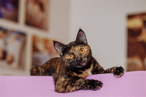 8 Fascinating Facts About Tortoiseshell Cats