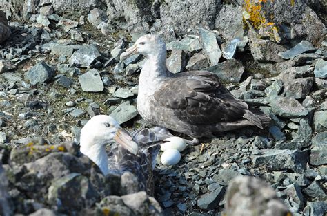 Agreement On The Conservation Of Albatrosses And Petrels H5N1 High