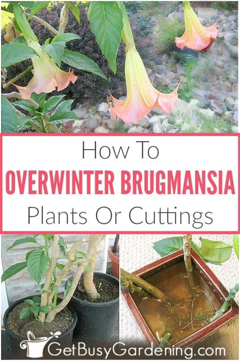 How To Overwint Brugnana Plants Or Cuttings In The Garden