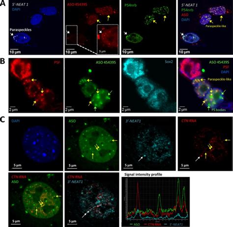 Transfected Ps Asos Can Seed The Formation Of Paraspeckle Like Foci In