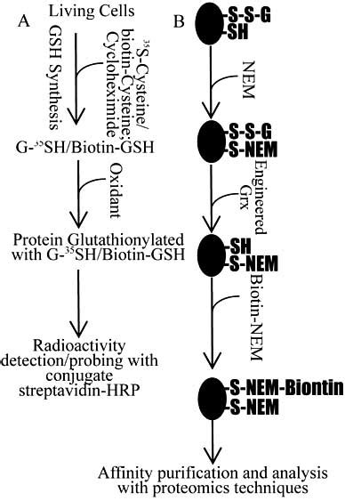 Procedures For Identification Of Protein Glutathionylation A The