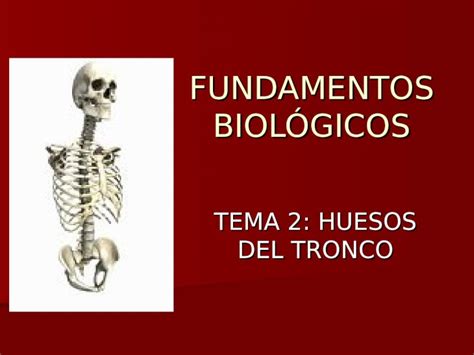 PPT FUNDAMENTOS BIOLÓGICOS TEMA 2 HUESOS DEL TRONCO DOKUMEN TIPS