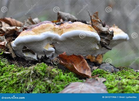 An Edible Tinder Mushroom Fomitopsis Pinicola Grows in Nature Stock Photo - Image of fomitopsis ...