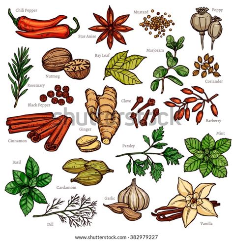 Sketch Herbs Spices Color Set Stock Vector Royalty Free 382979227