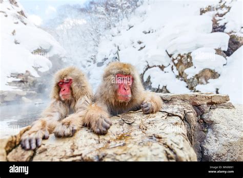 Snow Monkeys Japanese Macaques Bathe In Onsen Hot Springs Of Nagano Japan Stock Photo Alamy