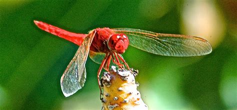 LA GOMERA ISLAND (Canary Islands): Dragonflies