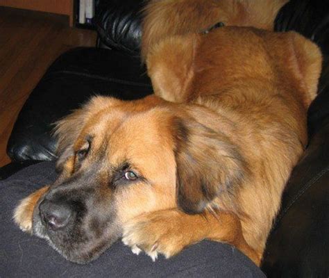 Leonberger Retriever Mix