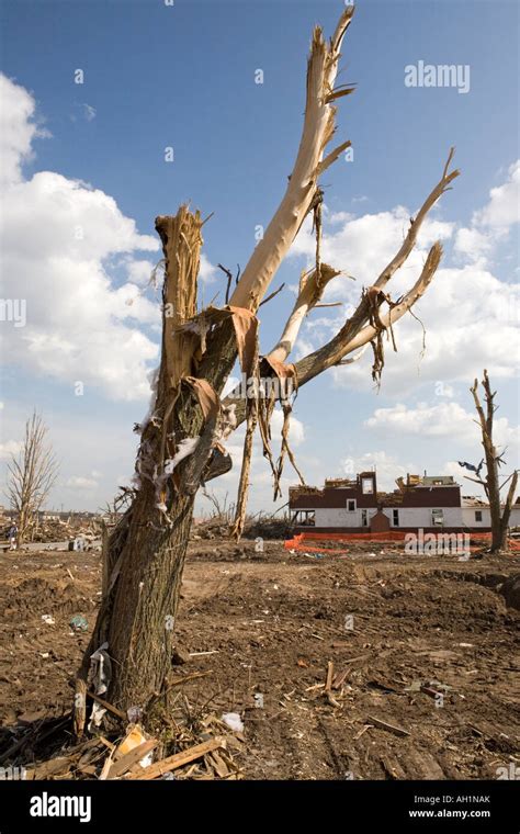 A Tree With It S Bark Stripped By The Wind In Greensburg Kansas Usa After The Huge Killer