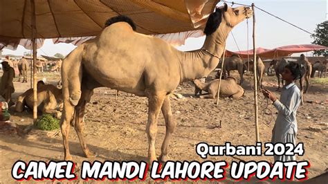 Camel Mandi Lahore Mal Sasta Ya Mahanga Kya Banega Qurbani 2024