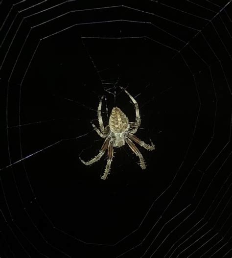 Spotted Orbweaver From Boat Launch Rd Sevierville TN US On July 21