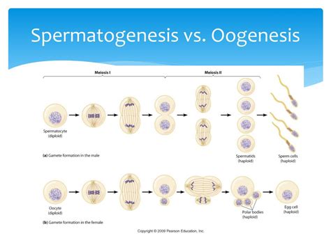 PPT Spermatogenesis Vs Oogenesis PowerPoint Presentation Free