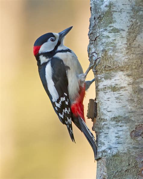 Grote Bonte Specht Dendrocopos Major Great Spotted Woodp Flickr