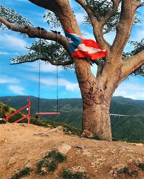 Turisteando En Puerto Rico On Instagram La Curva Del Rbol Salinas