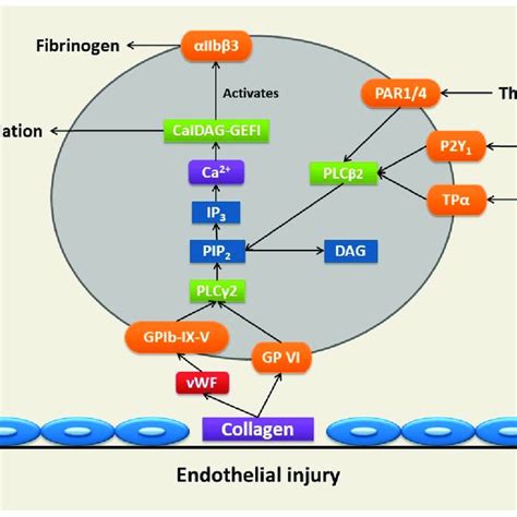 Platelet Activation Signals In Myeloproliferative Neoplasms Platelets