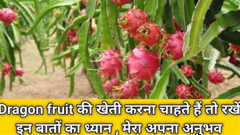 Dragon Fruit Farming Full Information How To Do Dragon Fruit Farming