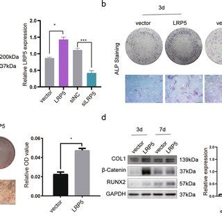 Overexpression Of Lrp Promotes Osteogenic Differentiation Of Pdlscs