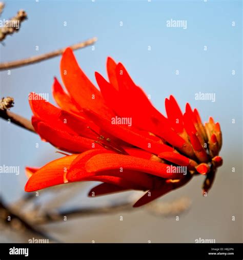 In South Africa Close Up Of Erythrina Lysistemon Flower Plant And Clear