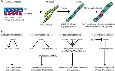 Figure 4 From Stem Cells Living With A Notch Semantic Scholar