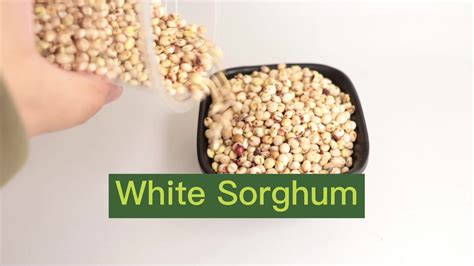 White Milo Sorghum Grains Sorghum Price Per Ton Buy White Sorghum