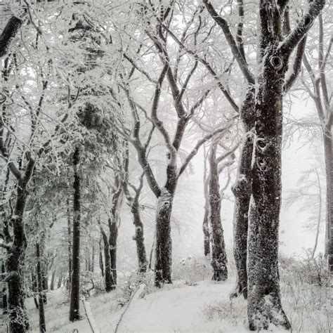 Free Images Tree Nature Forest Branch Snow Cold Black And White