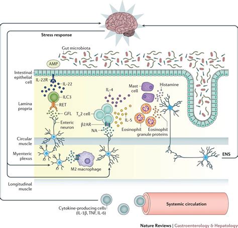 Key Brain Immune Gut Interactions Immune System Plexus Products