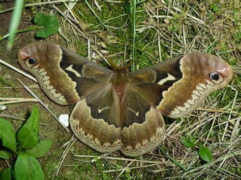 Tulip Tree Silkmoth Identification Life Cycle Facts And Pictures