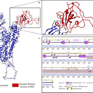 Tertiary structure of Spike glycoprotein and its receptor binding ...