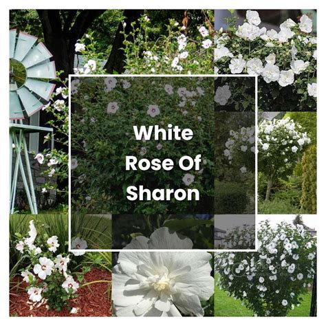 How To Grow White Rose Of Sharon Plant Care And Tips Norwichgardener