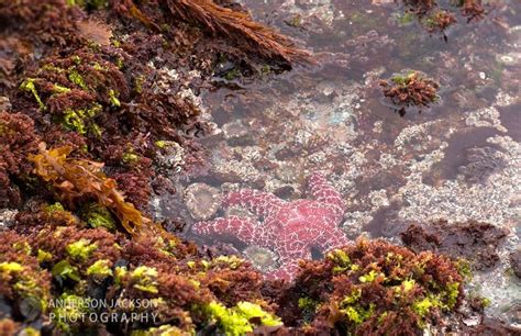 Laguna beach Starfish | Laguna beach, Beach, Plants