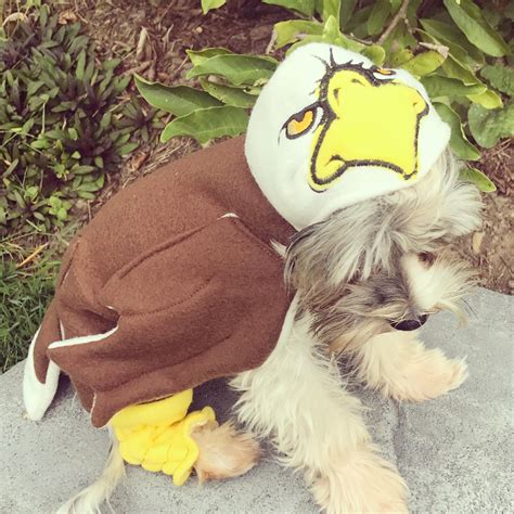 Eagle Dog Costume for smaller breed dogs