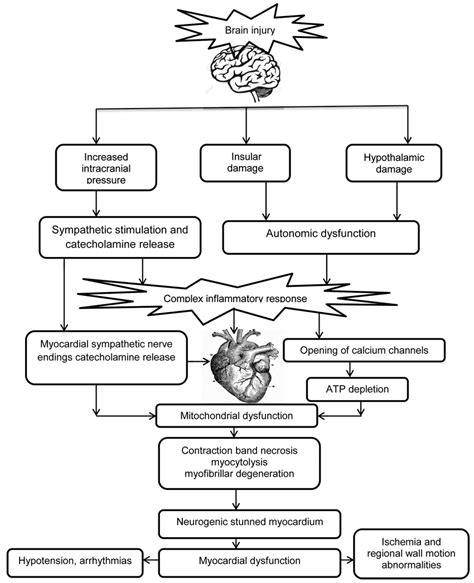 Neurogenic Stunned Myocardium Or Stress Cardiomyopathy Takotsubos