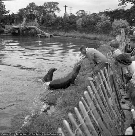 Photo of Chester Zoo, Feeding The Sea Lion 1957