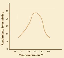 Factores Que Afectan A La Fotosintesis Images