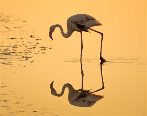 Premium Photo Side View Of Flamingo In Lake