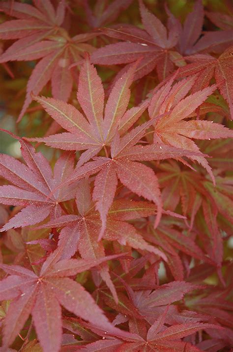 Pixie Dwarf Japanese Maple Acer Palmatum Pixie Dwarf In Fayetteville Springdale Rogers