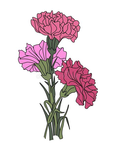 Arte Vectorial De La Flor Del Mes De Nacimiento Del Clavel De Enero