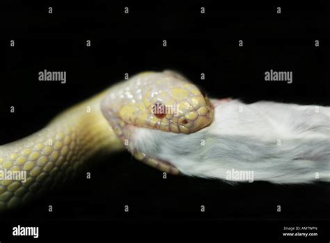 White snake swallowing white mouse isolated on black Stock Photo - Alamy