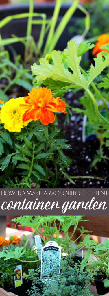 How To Make A Mosquito Repellent Container Garden Holoka Home