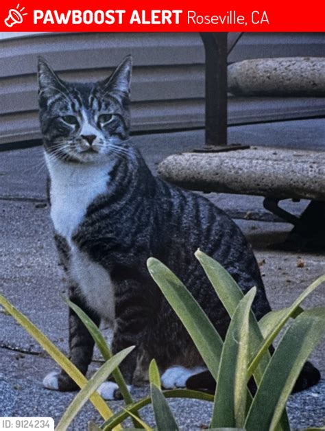 Roseville Ca Lost Male Cat Macho Is Missing Pawboost