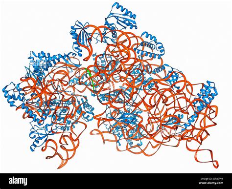 Ribosome structure hi-res stock photography and images - Alamy