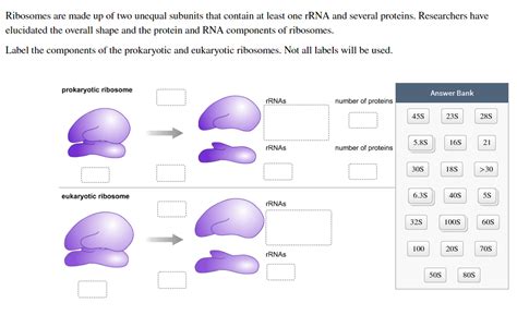 Solved Ribosomes Are Made Up Of Two Unequal Subunits That Chegg