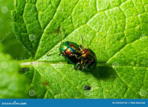 Two Shiny Leaf Beetles With Rainbow Colors During Insect Mating Chrysolina Fastuosa Stock Image