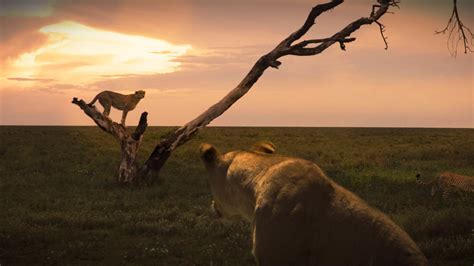 Kattkrig Lejon vs gepard HEM Den officiella hemsidan för National