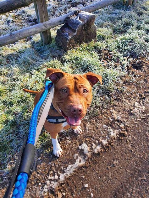 Staffordshire Bull Terrier Cross Dogs For Adoption