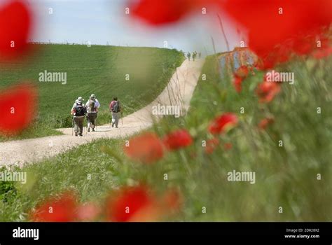 Group Of Pilgrims Walking Among A Field Full Of Poppies On The Camino