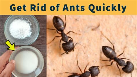 How To Get Rid Of Ants In Your House Fast Natural Way To Get Rid Of