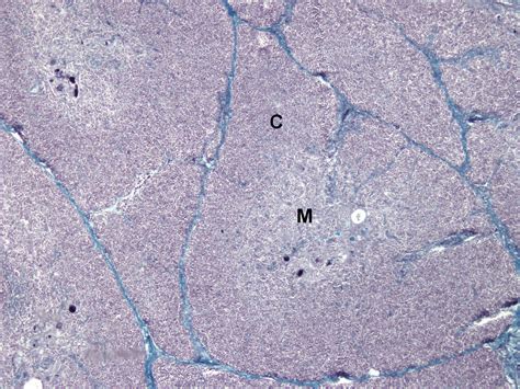 Atlas de Histologia Veterinária Faculdade de Medicina Veterinária